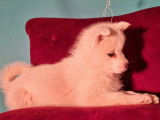 A vendre : une femelle Pomsky F1 âgée de trois mois LOF