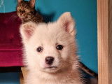 A vendre : une femelle Pomsky F1 âgée de trois mois LOF