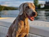 De race Braque de Weimar disponible pour saillie