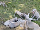 Chiots Braque de Weimar à adopter