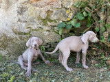 Chiots Braque de Weimar à adopter