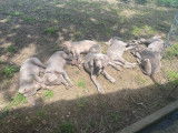 Chiots Braque de Weimar à adopter