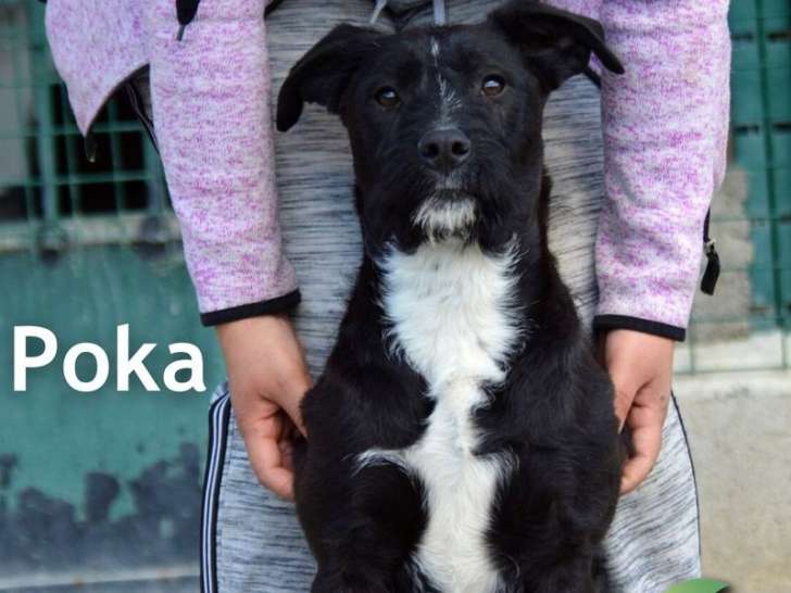 A adopter : Poka, femelle Schnauzer âgée de 7 mois
