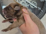 A réserver, magnifiques chiots Cane Corso, 2 mâles et 3 femelles