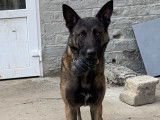 Malinois charbonné de grand taille pour saillie