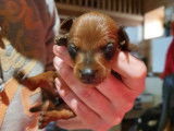 Superbes chiots Pinscher Nain, 1 mâle et 5 femelle à réserver
