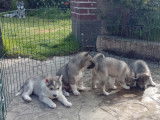 3 chiots Husky de Sib&eacute;rie &agrave; vendre (3 femelles)