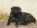 Très beau Cane Corso pour saillie