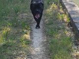 Très beau Cane Corso pour saillie