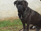 Très beau Cane Corso pour saillie