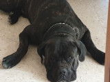 Très beau Cane Corso pour saillie