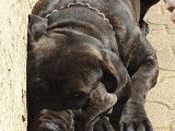 Très beau Cane Corso pour saillie