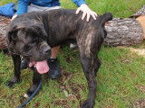 Très beau Cane Corso pour saillie