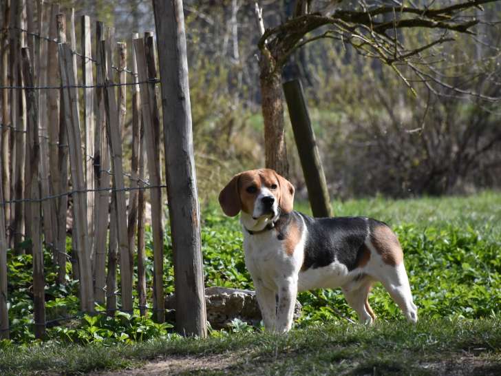Chiot Beagle mâle à vendre