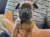 Chiots Berger Malinois LOSH à réserver 2 mâles 2 femelles