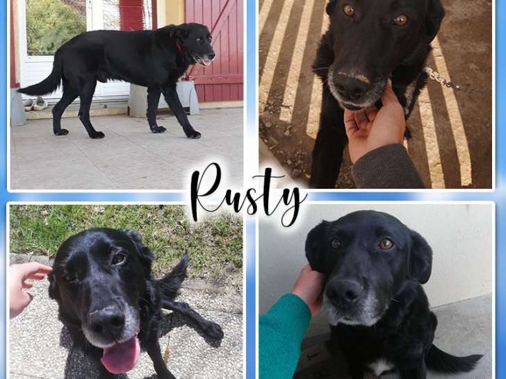 Rusty, papy Labrador à adopter
