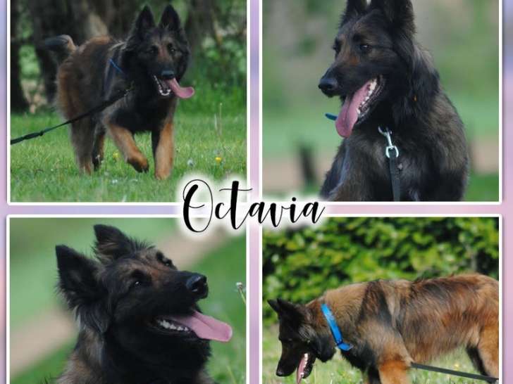 Octavia, Tervueren attachante à adopter