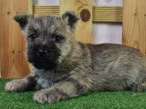 Chiot Cairn Terrier