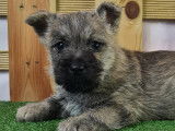 Chiot Cairn Terrier