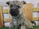 Chiot Cairn Terrier