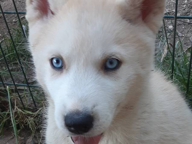 Adorable Chiot Pomsky Male Non Lof Ne En Avril 21 Disponible Petite Annonce Chien