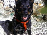Chien adulte de type Beauceron Mâle à donner