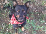 Chien adulte de type Beauceron Mâle à donner