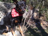 Chien adulte de type Beauceron Mâle à donner