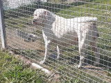 Chien Dogue Argentin à vendre