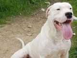 Chien Dogue Argentin à vendre