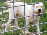 Chien Dogue Argentin à vendre