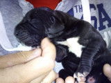 Chiot de race Dogue Allemand femelle à vendre