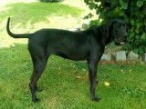 Chiot de race Dogue Allemand femelle à vendre
