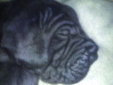 Chiot de race Dogue Allemand femelle à vendre