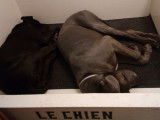 Chiot de race Dogue Allemand femelle à vendre