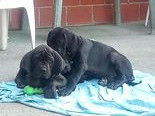Chiot de race Dogue Allemand femelle à vendre