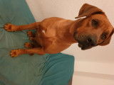 Propose &eacute;talon Rhodesian Ridgeback pour saillie