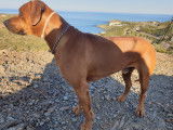 Propose &eacute;talon Rhodesian Ridgeback pour saillie
