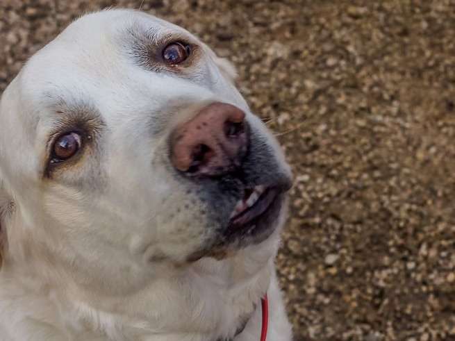 Farouck, croisé Labrador mâle  dynamique à adopter