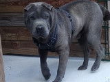Mâle Shar pei bleu brush coat LOF pour saillie