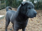 Mâle Shar pei bleu brush coat LOF pour saillie