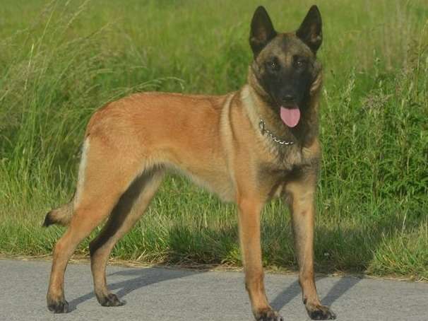 Chiot Malinois Losh A Naitre Petite Annonce Chien