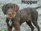 A adopter : Hopper, mâle croisé Drahthaar âgé de 4 an