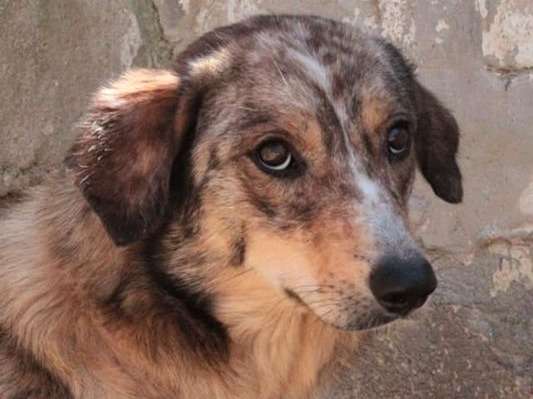 A adopter Sena, femelle de type Berger Catalan âgé d'un