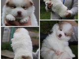 Chiot Pomsky F1 à vendre