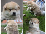 Chiot Pomsky F1 à vendre
