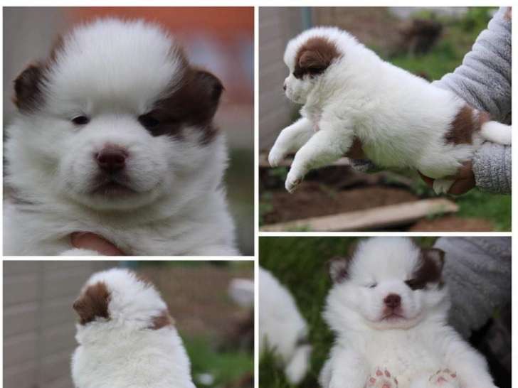 Chiot Pomsky F1 à vendre : Petite Annonce chien