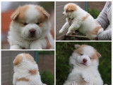 Chiot Pomsky F1 à vendre