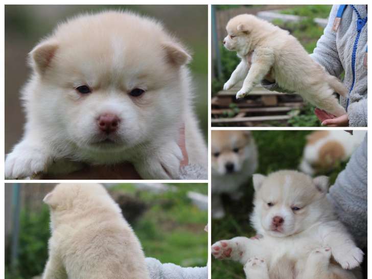 Chiot Pomsky F1 A Vendre Petite Annonce Chien Chiot Pomsky F1 A Vendre Petite Annonce Chien