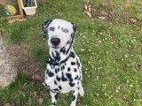 Dalmatien de 6 ans yeux vairons à donner